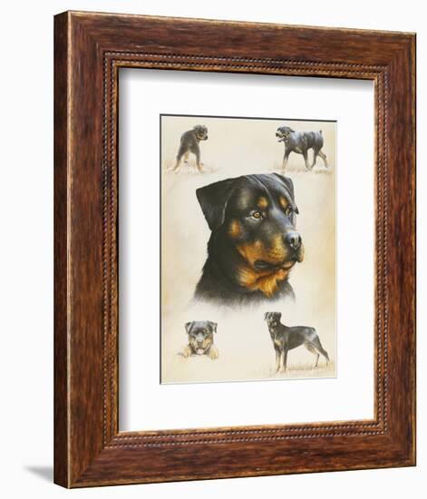 Rottweiler-Libero Patrignani-Framed Art Print