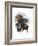 Rottweiler-Barbara Keith-Framed Giclee Print