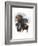 Rottweiler-Barbara Keith-Framed Giclee Print