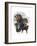 Rottweiler-Barbara Keith-Framed Giclee Print