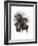 Rottweiler-Barbara Keith-Framed Giclee Print