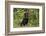 Rottweiler-Lynn M^ Stone-Framed Photographic Print