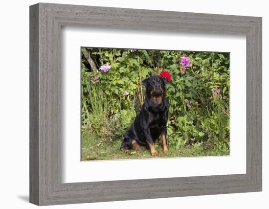 Rottweiler-Lynn M^ Stone-Framed Photographic Print