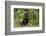 Rottweiler-Lynn M^ Stone-Framed Photographic Print