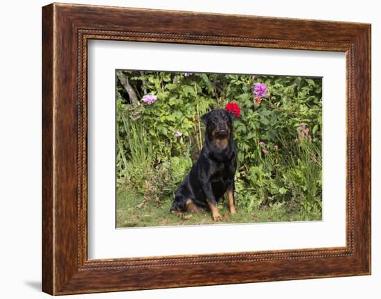 Rottweiler-Lynn M^ Stone-Framed Photographic Print