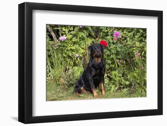 Rottweiler-Lynn M^ Stone-Framed Photographic Print