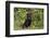 Rottweiler-Lynn M^ Stone-Framed Photographic Print