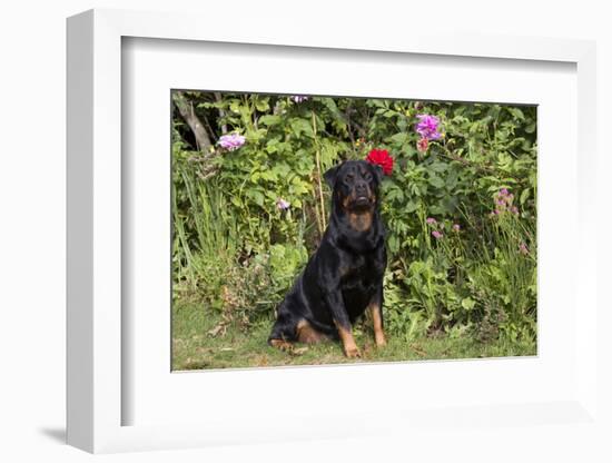 Rottweiler-Lynn M^ Stone-Framed Photographic Print