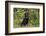 Rottweiler-Lynn M^ Stone-Framed Photographic Print