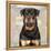 Rottweiler-Keri Rodgers-Framed Stretched Canvas