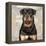 Rottweiler-Keri Rodgers-Framed Stretched Canvas