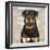 Rottweiler-Keri Rodgers-Framed Art Print