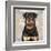 Rottweiler-Keri Rodgers-Framed Art Print