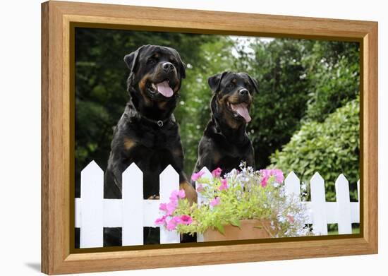 Rottweilers Looking over Fence-null-Framed Premier Image Canvas