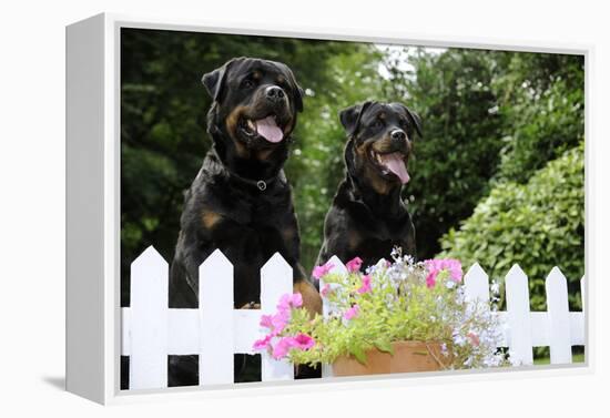 Rottweilers Looking over Fence-null-Framed Premier Image Canvas