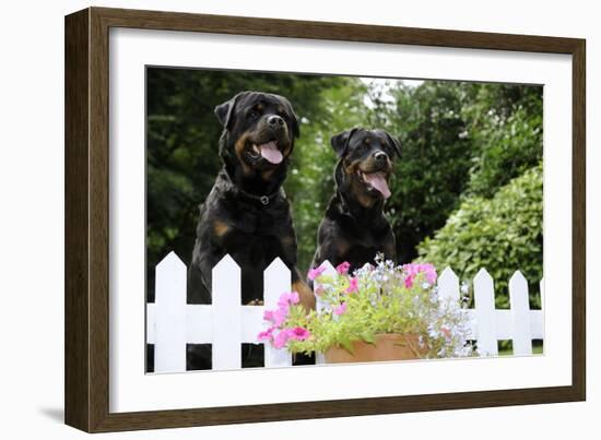 Rottweilers Looking over Fence-null-Framed Photographic Print