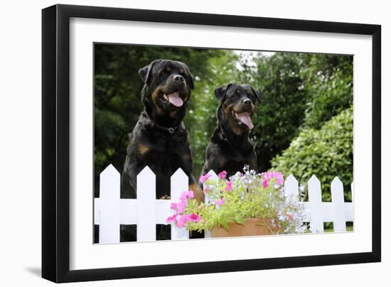 Rottweilers Looking over Fence-null-Framed Photographic Print