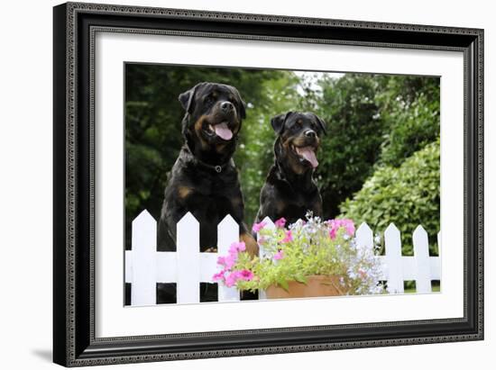 Rottweilers Looking over Fence-null-Framed Photographic Print