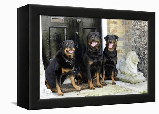 Rottweilers Sitting by Door-null-Framed Premier Image Canvas