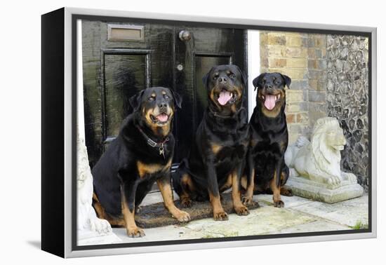 Rottweilers Sitting by Door-null-Framed Premier Image Canvas