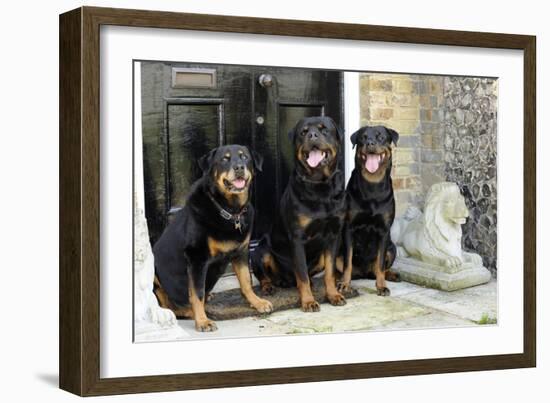 Rottweilers Sitting by Door-null-Framed Photographic Print