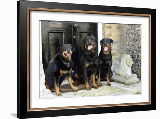 Rottweilers Sitting by Door-null-Framed Photographic Print