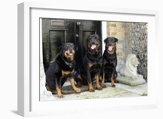 Rottweilers Sitting by Door-null-Framed Photographic Print