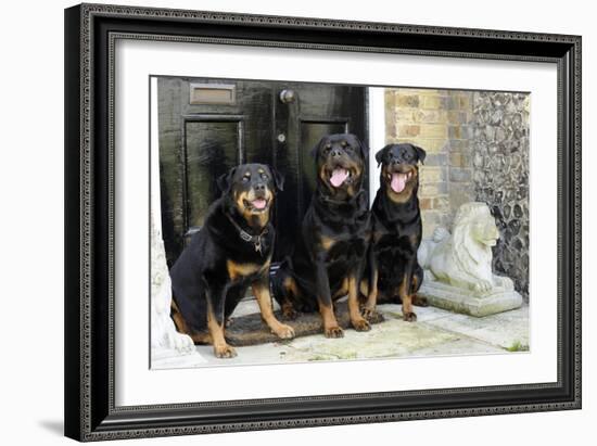 Rottweilers Sitting by Door-null-Framed Photographic Print