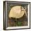 Rotund Bird-Tim Nyberg-Framed Giclee Print