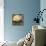 Rotund Bird-Tim Nyberg-Premium Giclee Print displayed on a wall