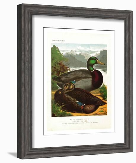 Rouen Ducks-null-Framed Art Print