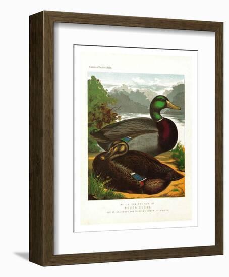 Rouen Ducks-null-Framed Art Print