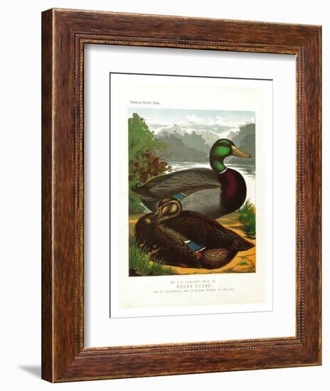 Rouen Ducks-null-Framed Art Print