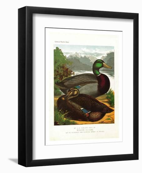 Rouen Ducks-null-Framed Art Print