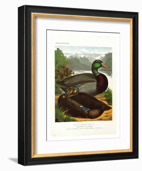 Rouen Ducks-null-Framed Art Print