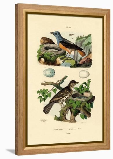 Roufus-Tailed Rock-Thrush, 1833-39-null-Framed Premier Image Canvas