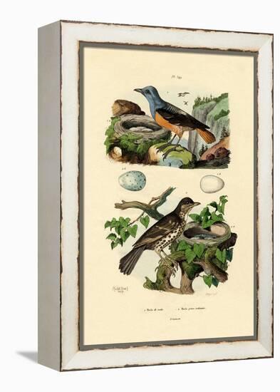 Roufus-Tailed Rock-Thrush, 1833-39-null-Framed Premier Image Canvas