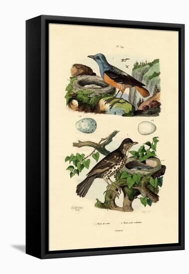 Roufus-Tailed Rock-Thrush, 1833-39-null-Framed Premier Image Canvas