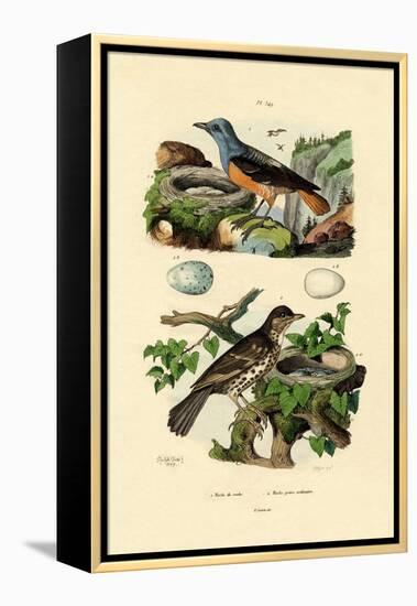 Roufus-Tailed Rock-Thrush, 1833-39-null-Framed Premier Image Canvas
