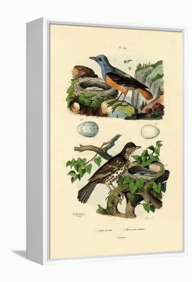 Roufus-Tailed Rock-Thrush, 1833-39-null-Framed Premier Image Canvas