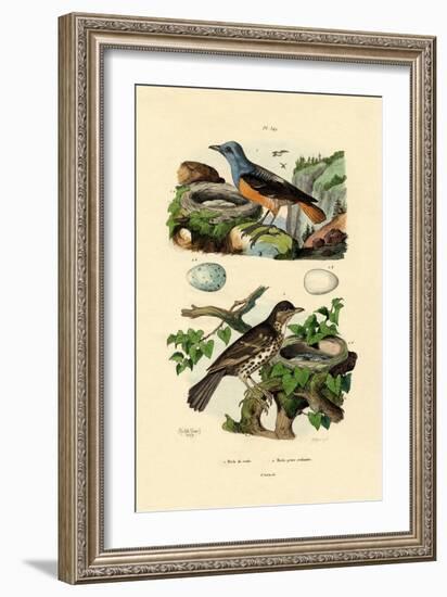 Roufus-Tailed Rock-Thrush, 1833-39-null-Framed Giclee Print