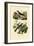 Roufus-Tailed Rock-Thrush, 1833-39-null-Framed Giclee Print