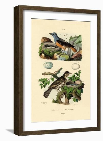 Roufus-Tailed Rock-Thrush, 1833-39-null-Framed Giclee Print