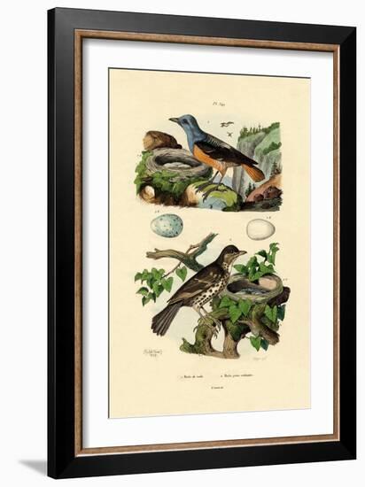 Roufus-Tailed Rock-Thrush, 1833-39-null-Framed Giclee Print