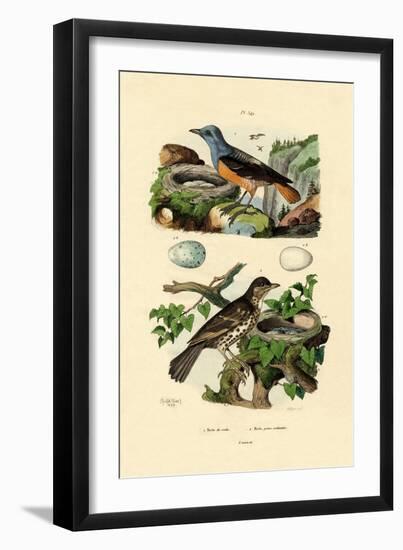 Roufus-Tailed Rock-Thrush, 1833-39-null-Framed Giclee Print