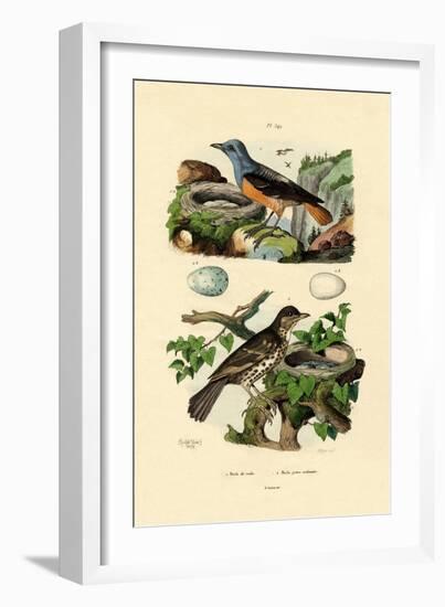 Roufus-Tailed Rock-Thrush, 1833-39-null-Framed Giclee Print