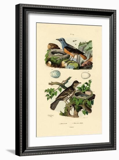 Roufus-Tailed Rock-Thrush, 1833-39-null-Framed Giclee Print