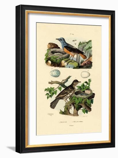 Roufus-Tailed Rock-Thrush, 1833-39-null-Framed Giclee Print