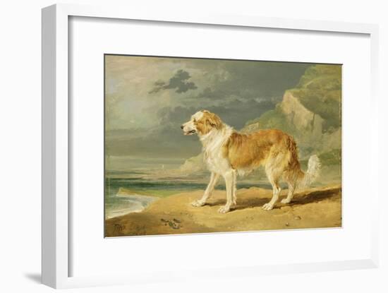 Rough-Coated Collie, 1809 (Oil on Board)-James Ward-Framed Giclee Print