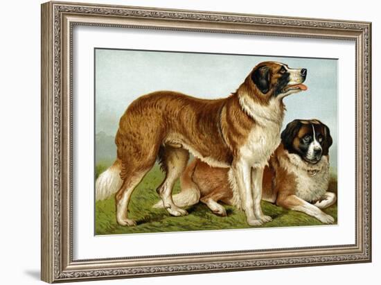 Rough Coated St. Bernards-Vero Shaw-Framed Art Print